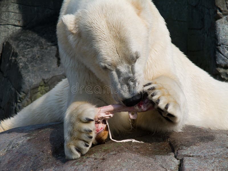 Polar Bear Eating a Piece of Horse Leg Stock Image Image of aquatic