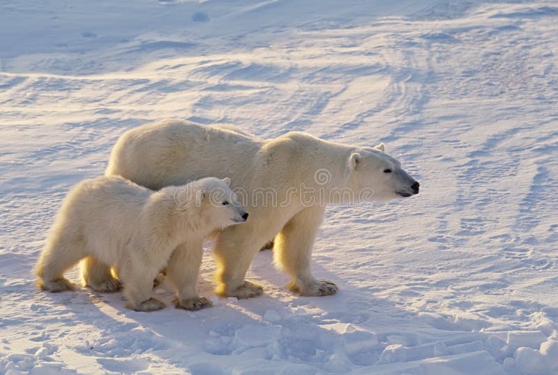 Orso con il suo cucciolo di allerta per il pericolo, Artico Canadese.