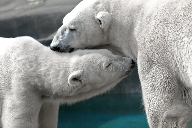 Polar Bear Affection