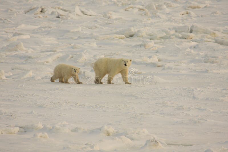 Polar bears in the arctic snow