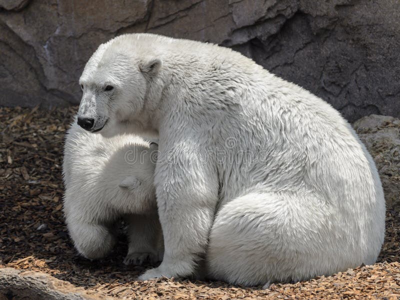 Mother and cub Polar bears stock image. Image of bear 17877763