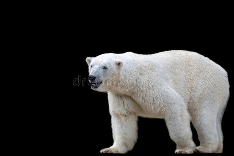 Download Polar Betreffen Sie Einen Schwarzen Hintergrund Stockbild - Bild von tier, weiß: 106803231