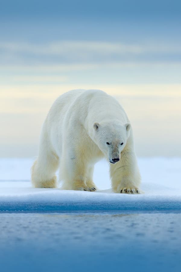 Polar betreffen Sie Treibeisrand mit Schnee und Wasser in Norwegen-Meer Weißes Tier im Naturlebensraum, Europa Szene der wild leb