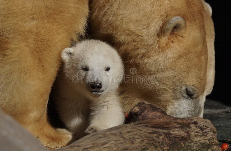 polar bj?rngr?ng?ling royaltyfria foton polar bj?rngr?ng?ling royaltyfria foton