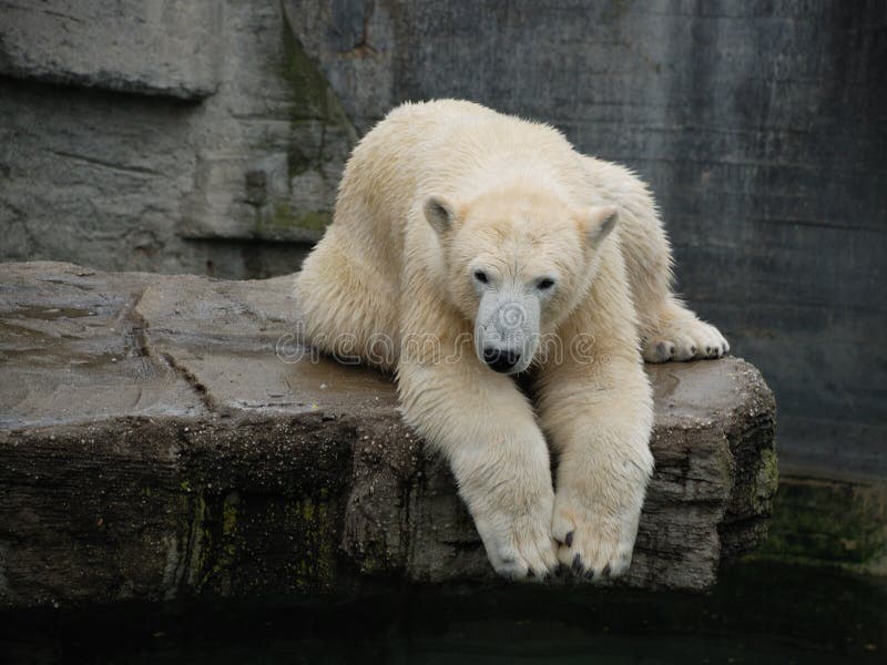polar björn arkivbild polar björn arkivbild
