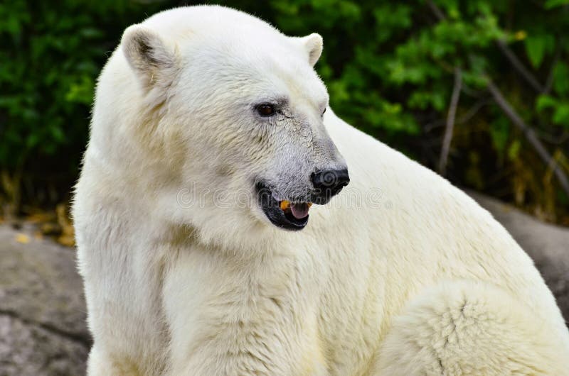 A close up image of a large polar bear with mouth gaped looks back over his shoulder. A close up image of a large polar bear with mouth gaped looks back over his shoulder