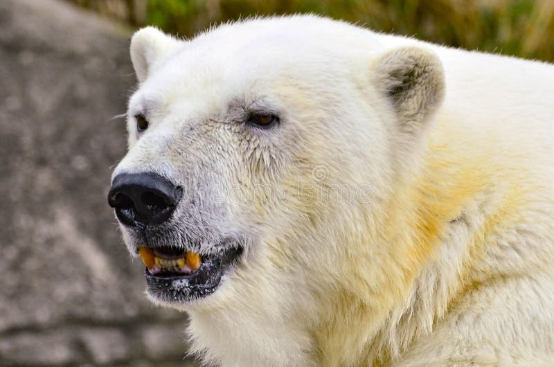 A close up image of a large polar bear with mouth gaped looks. A close up image of a large polar bear with mouth gaped looks