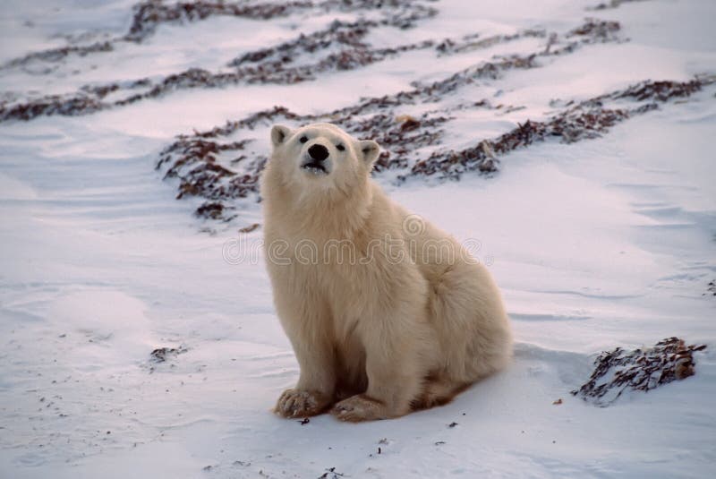 polar björngröngöling royaltyfria bilder polar björngröngöling royaltyfria bilder