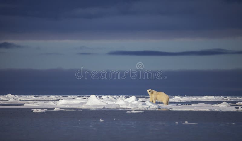 A polar bear walks across the sea ice in the Svalbard Archipelago. A polar bear walks across the sea ice in the Svalbard Archipelago