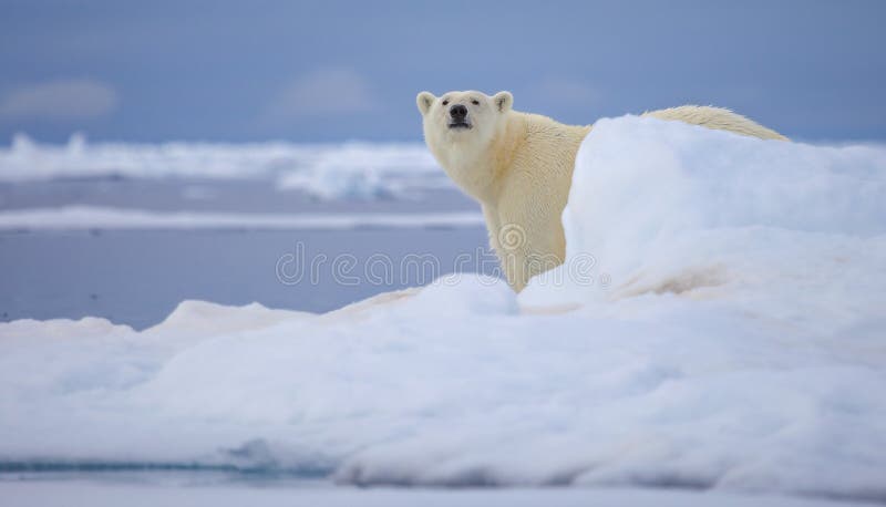 A polar bear walks across the sea ice in the Svalbard Archipelago. A polar bear walks across the sea ice in the Svalbard Archipelago