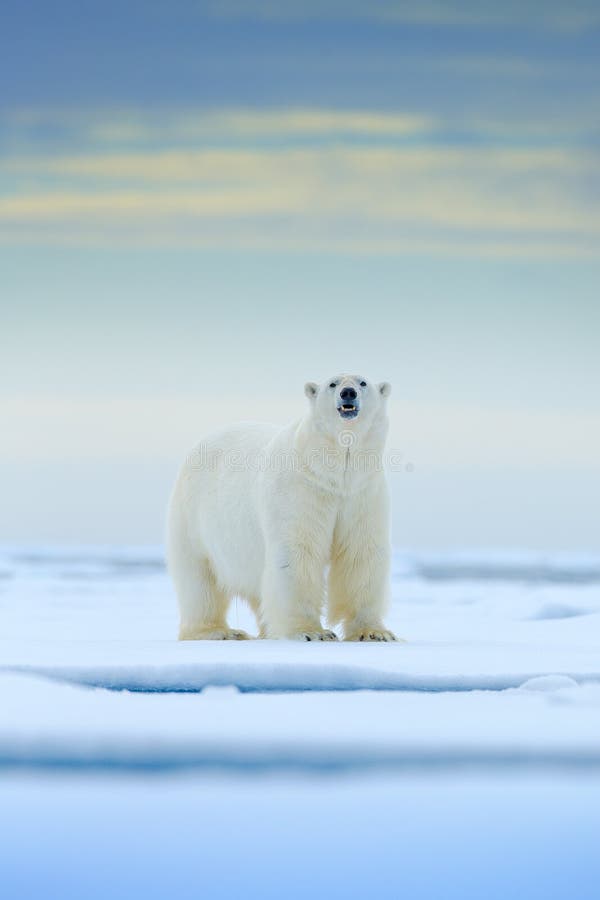 Polar refiera el borde del hielo de deriva con nieve y el agua en el mar de Noruega Animal blanco en el hábitat de la naturaleza, fotografía de archivo Polar refiera el borde del hielo de deriva con nieve y el agua en el mar de Noruega Animal blanco en el hábitat de la naturaleza, fotografía de archivo