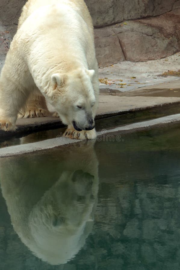 Polar reflexion för björn