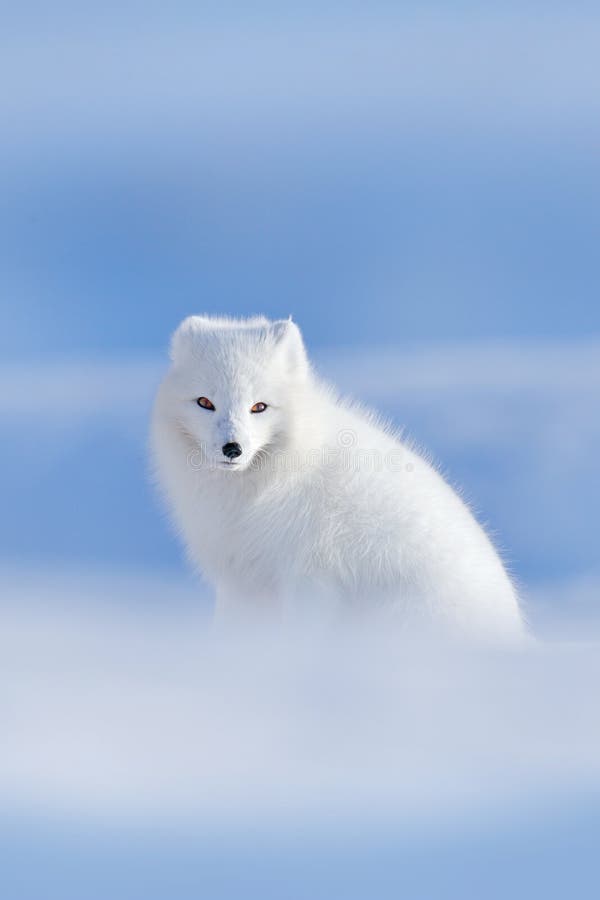 Polar räv i livsmiljön, vinterlandskap, Svalbard, Norge Härligt vitt djur i snön Djurlivhandlingplats från natur, V royaltyfria bilder Polar räv i livsmiljön, vinterlandskap, Svalbard, Norge Härligt vitt djur i snön Djurlivhandlingplats från natur, V royaltyfria bilder