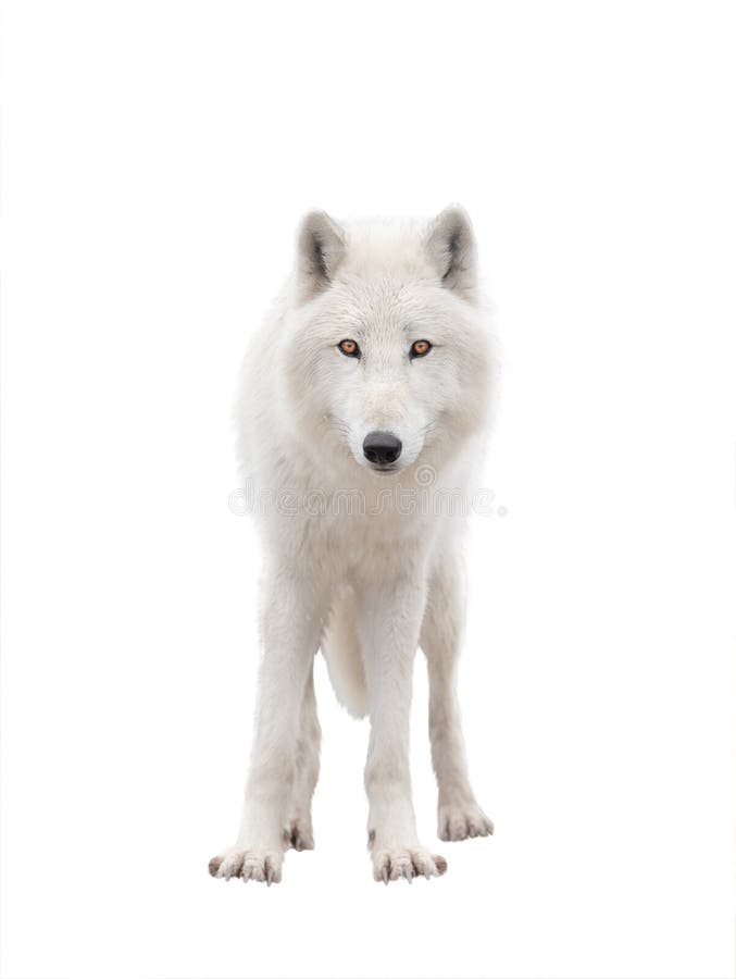 38,630 White Wolf Stock Photos - Free & Royalty-Free Stock Photos from ...