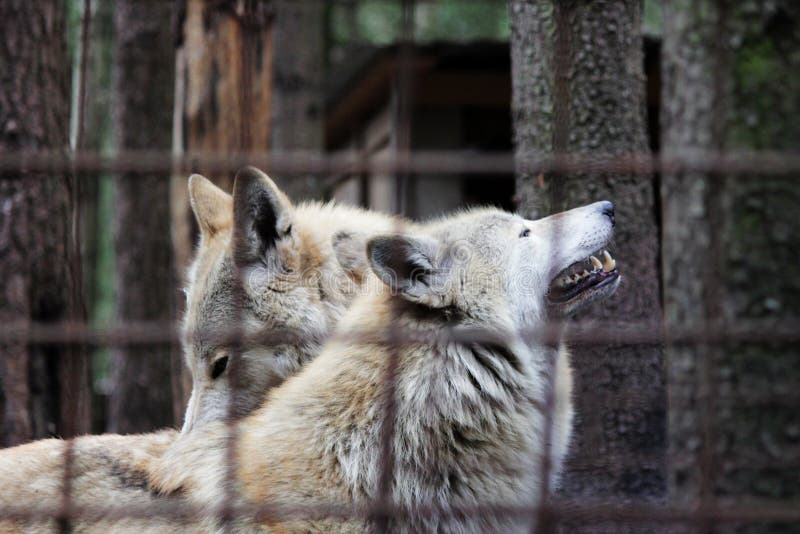 Wolves Stock Images - Download 5,919 Royalty Free Photos ...