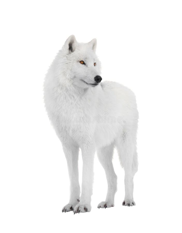 Polar Wolf Isolated on a White Stock Photo - Image of arctic, isolated ...