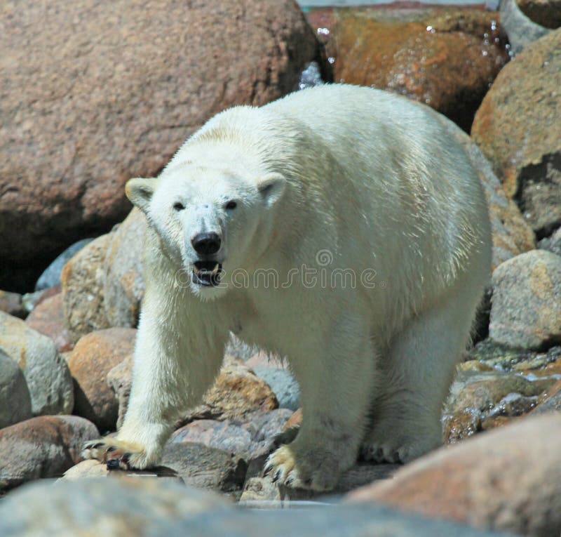 Polarbear