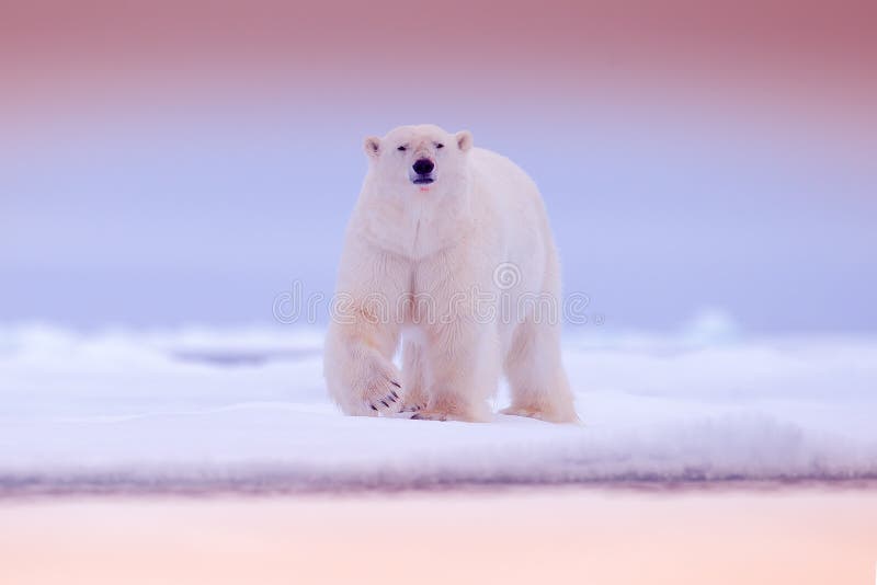 Polare riguardi il bordo del ghiaccio galleggiante con neve e l'acqua in mare Animale bianco nell'habitat della natura, Europa de fotografia stock