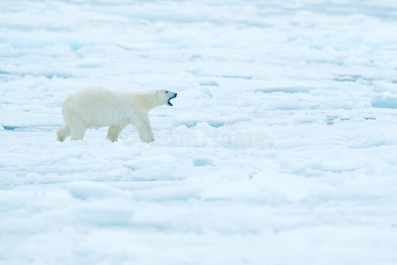Polare riguardi il bordo del ghiaccio galleggiante con neve e l'acqua in mare russo Animale bianco nell'habitat della natura, Eur fotografie stock Polare riguardi il bordo del ghiaccio galleggiante con neve e l'acqua in mare russo Animale bianco nell'habitat della natura, Eur fotografie stock