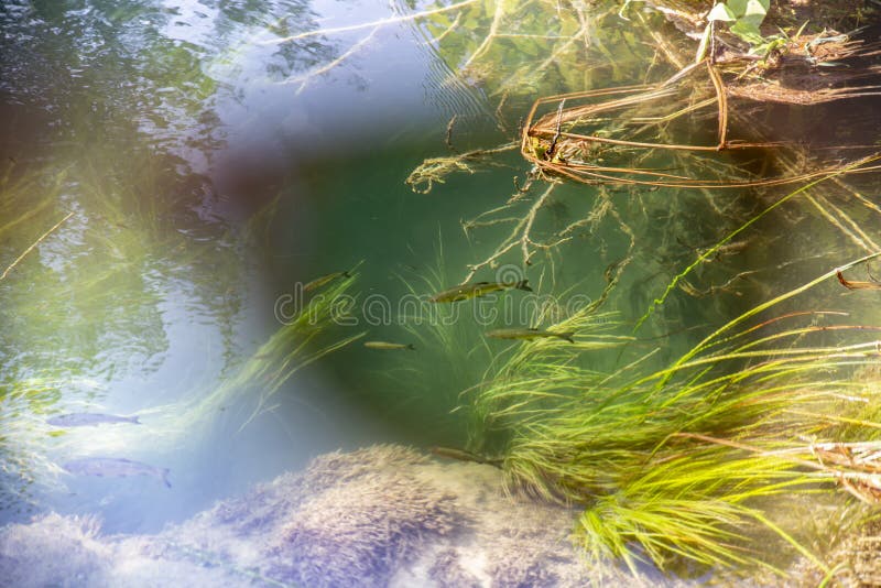 Polarized lens - Sunglasses view, fish under water royalty free stock photography