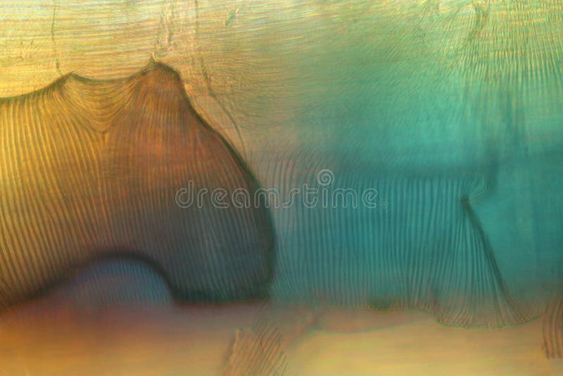 Polaryzujący, abstrakcjonistyczny micrograph tchawicowe tubki dźwigowa komarnica zdjęcia stock Polaryzujący, abstrakcjonistyczny micrograph tchawicowe tubki dźwigowa komarnica zdjęcia stock