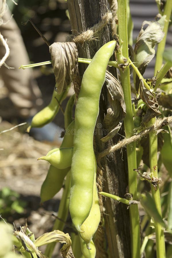 Bean Stalk stock photo. Image of isolated, tale, fauna, bean 88576