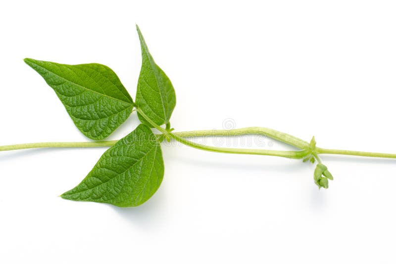 Pole bean leaf on white stock image. Image of white, background 32777165
