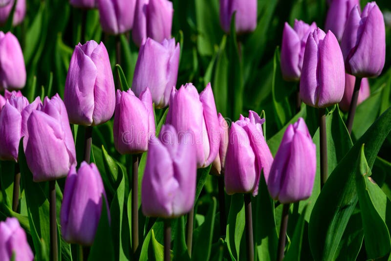 Pole fio?kowi tulipany w Holandia, wiosna czasu colourful kwiaty obraz royalty free Pole fio?kowi tulipany w Holandia, wiosna czasu colourful kwiaty obraz royalty free