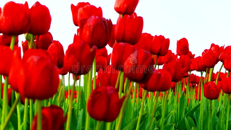 Pole tulipany