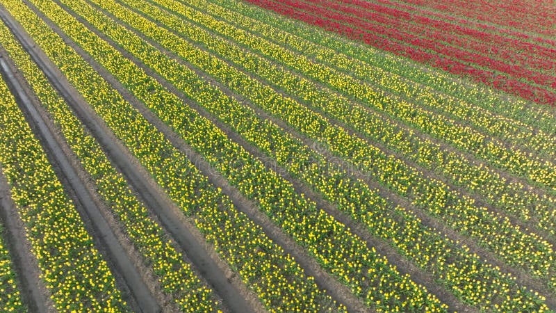 Pole tulipów w hollandii
