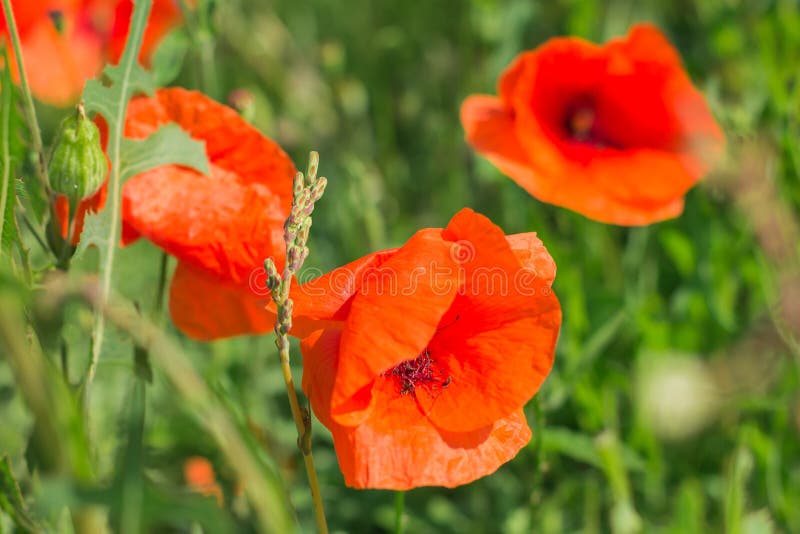 Pole z kwitnącymi maczkami Rewolucjonistka kwitnie maczka zakończenie up fotografia stock Pole z kwitnącymi maczkami Rewolucjonistka kwitnie maczka zakończenie up fotografia stock