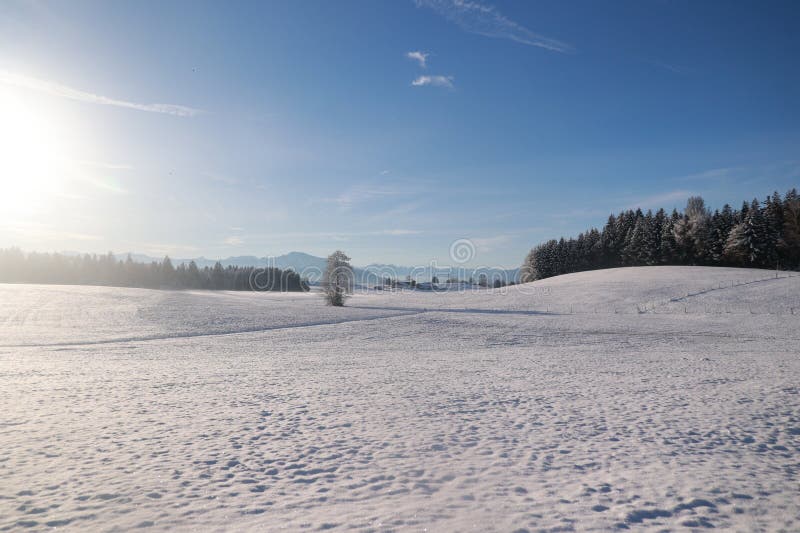 Pole śnieżne z samotnym drzewem w środku fotografia stock