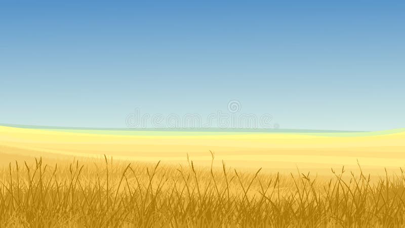 Vector horizontal illustration: field of yellow grass against blue sky in hot day. Vector horizontal illustration: field of yellow grass against blue sky in hot day.