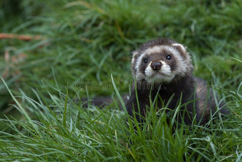 Polecat in grass