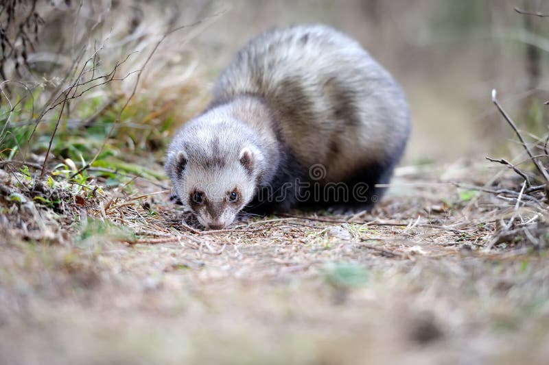 Polecat