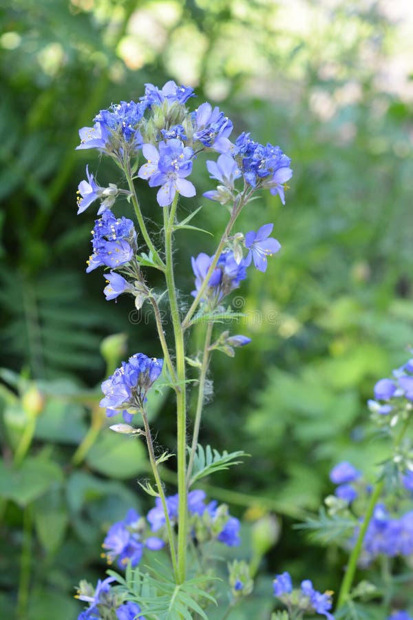 Polemoniumcaeruleumen som är bekant som Jacob-stege eller grekisk valeriana, är en härdad perenn blomma växt, medicinsk ört royaltyfria foton Polemoniumcaeruleumen som är bekant som Jacob-stege eller grekisk valeriana, är en härdad perenn blomma växt, medicinsk ört royaltyfria foton
