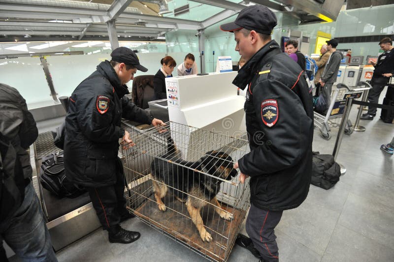 Saint-Petersburg, Russia - April 28, 2016: Police at the airport Pulkovo are registered service dogs for the flight by plane. Saint-Petersburg, Russia - April 28, 2016: Police at the airport Pulkovo are registered service dogs for the flight by plane.