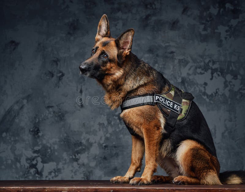 Drôle berger chien caractère dans bleu uniforme de police sifflet Vecteur  par ©Sabelskaya 141250520