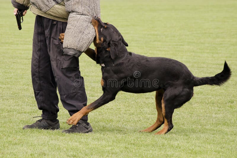 Police dog. Brown Rottweiler, securing an offender during a training or a service royalty free stock photography Police dog. Brown Rottweiler, securing an offender during a training or a service royalty free stock photography