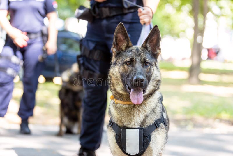 Policeman in Uniform on Duty with a K9 Canine German Shepherd Police ...