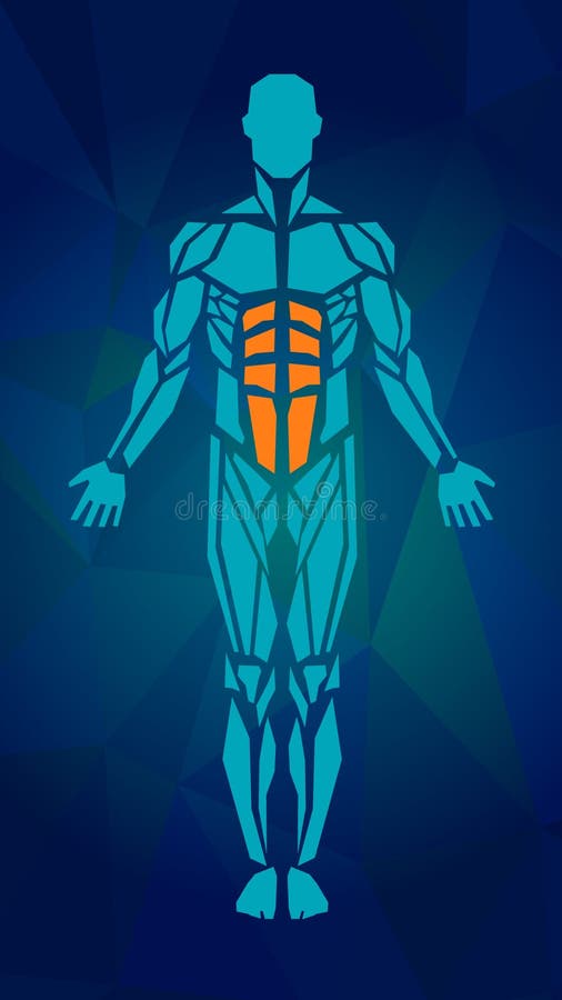 Poligonalna anatomia męski mięśniowy system ilustracja wektor Poligonalna anatomia męski mięśniowy system ilustracja wektor