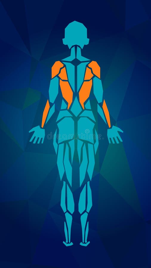 Poligonalna anatomia żeński mięśniowy system ilustracja wektor Poligonalna anatomia żeński mięśniowy system ilustracja wektor