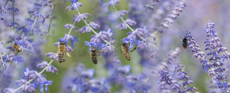 Polinators bees and bumblebee on lavender