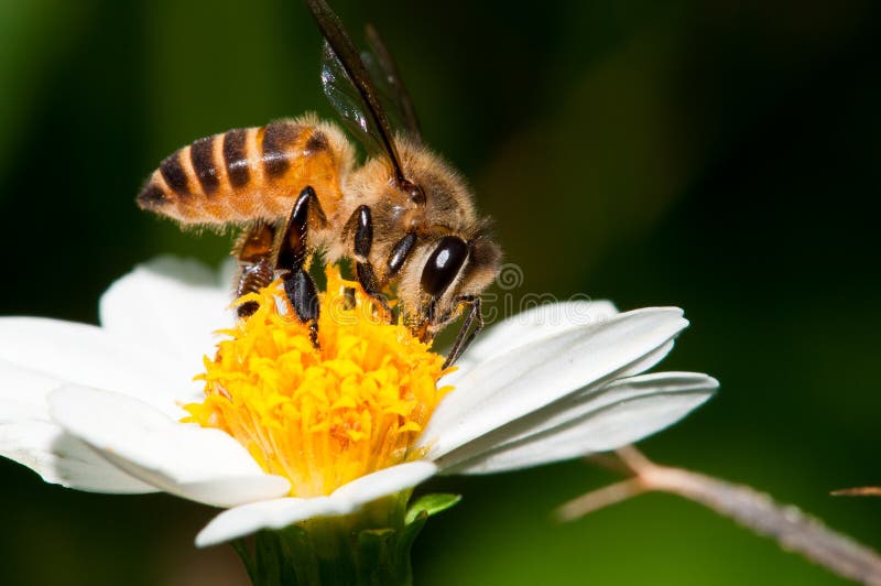 A Closeup of Bee Pollinating Flowers. A Closeup of Bee Pollinating Flowers