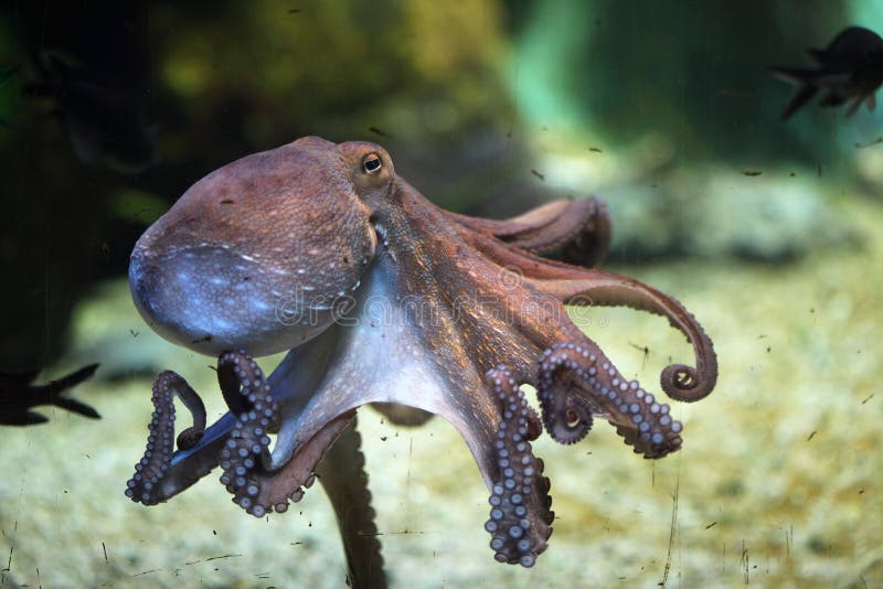 Polipo comune (octopus vulgaris)