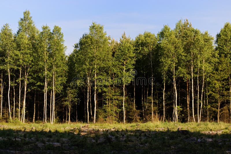 Polish forest