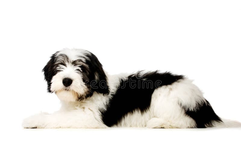 Polish Lowland Sheepdog Isolated On A White Background Stock Image Image Of White Polish 39660549