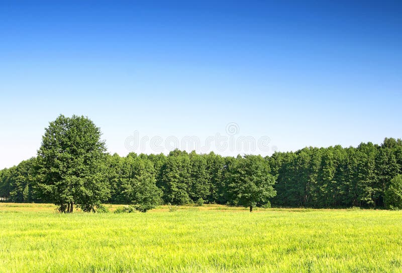 Brillar primavera verde campo, cielo azul.