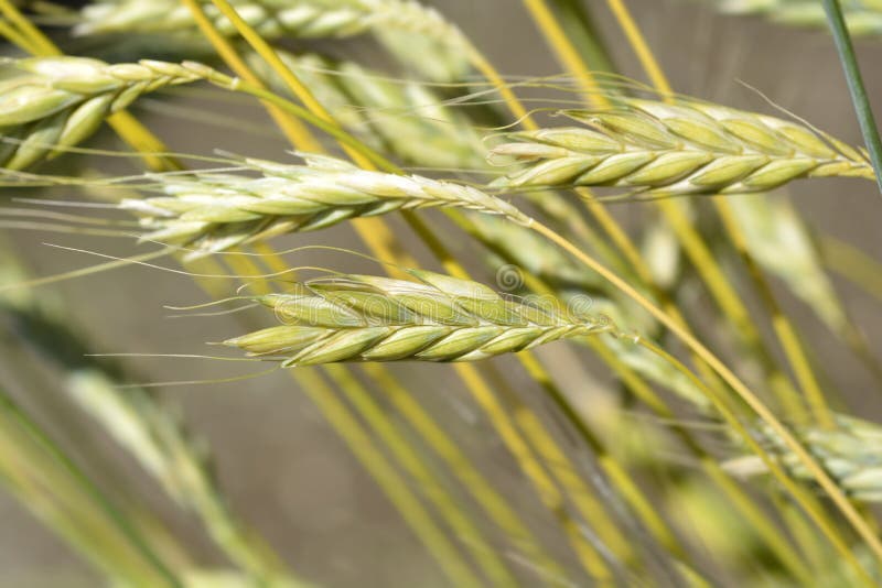 Polish wheat stock image. Image of grain, botany, agriculture 264354255