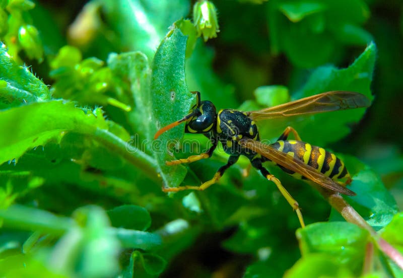 Polistes dominula a wesp op groen blad stock foto's